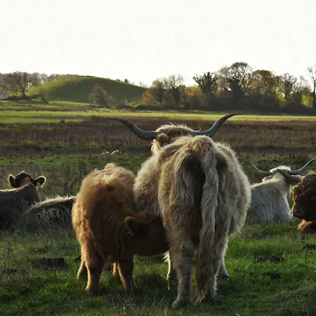 Feriehus Cattle And Wild Horses At Paogard Skovsgaard *